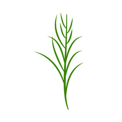 A sprig of tarragon. Part of my color flat set of the 15 best herbs for cooking. Greens on a white. Herbs for meat, fish, drinks and cocktails. For app, design, web, interface, ad. Vector EPS 10