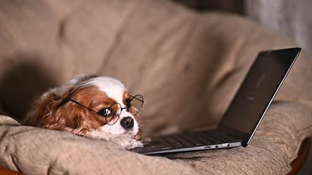 dog puppy cavalier king charles spaniel sits on chair near laptop and looks at it. Remote work. Distance learning