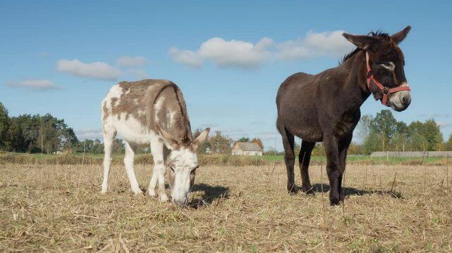 A pair of domestic donkeys graze and eat grass in a rural pasture. Human use of domesticated animal labor in agriculture. A female and a male donkey are kept in a pen on the farm.