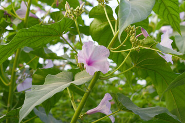 Ipomoea carnea, Ipomoea carnea, the pink morning glory is a species of morning glory that grows as a bush, A close view of Ipomoea carnea flower in nature, Chakwal, Punjab, Pakistan