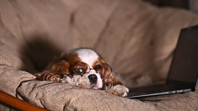 tired dog puppy cavalier king charles spaniel sits on chair near laptop and lies on it. Remote work. Distance learning