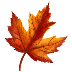 Maple leaf