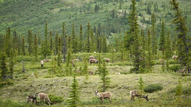 Time lapse video of Porcupine caribou (Rangifer tarandus arcticus) herd migrating through Ivvavik National Park; Yukon, Canada