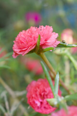 Portulaca grandiflora or moss rose purslane flower closeup, Closeup pink moss rose purslane (portulaca grandiflora) flowers in garden tropical, delicate dreamy of beauty of nature with green leaves