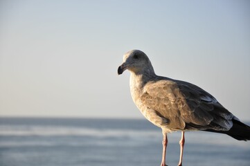 Close-up of a seagull perched by the ocean with a clear sky in the background
