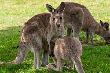 Kangaroos grazing on lush green grass in a natural setting, showcasing Australian wildlife