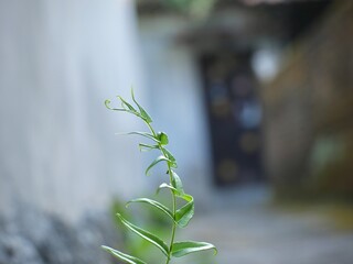 shoots of ladder fern leaves