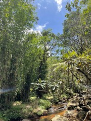 forest in the mountains nature photography