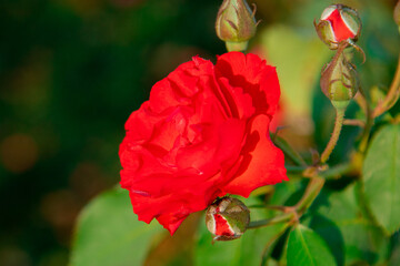 Red roses plants in floral farm or garden, valentines day concept or roses garden small business lifestyle. Focus on bright red roses in the natural flower, plant growth, beauty of nature.
