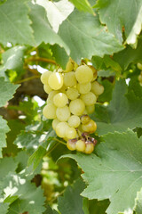 Close up of grapes hanging on Vine, Hanging grapes. Grape farming. Grapes farm. Tasty green grape bunches hanging on branch. Grapes With Selective Focus on the subject, Chakwal, Punjab, Pakistan