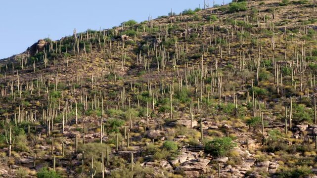 Slow pan on a hillside full of Saguaro cactus in the morning in the Pusch Ridge Wilderness, Mount Lemmon, Tucson, Arizona. No sound.