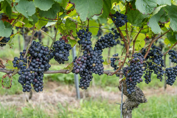 many black vine grape bounches in vineyard near Durbach, Germany