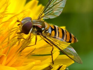 fly on flower