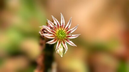 flower of a thistle