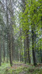 Fototapeta premium clean undergrowth and tall trees in forest near Durbach, Germany