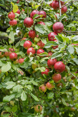 fruit tree branch overloaded with red apples in valley near Durbach, Germany