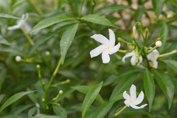 Obraz premium Jasminum sambac (Arabian jasmine or Sambac jasmine) is a species of jasmine native to tropical Asia, white flowers star shape on dark green background, closeup, small white flower, flowers blooming