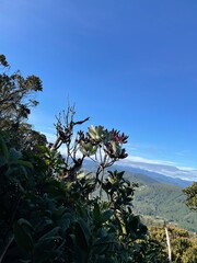 tree on the hill nature photography