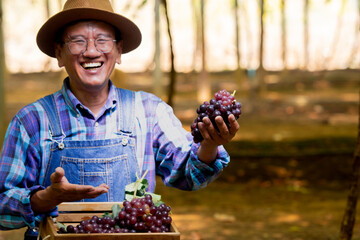 Asian elderly vineyard owner man happy with good results. Holding a bunch of grapes and smiling happily, Select quality fruits, grape harvest season. Small business Vineryard farm.