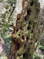 tree trunk with moss nature photography