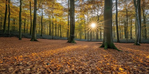 Obraz premium Sunbeams Through Golden Autumn Forest