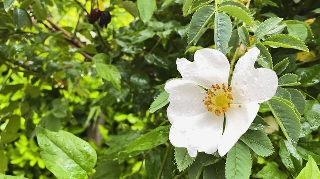 Regen auf einer Bl&uuml;te 