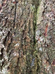 bark of a tree nature photography