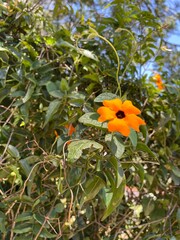 Orange color flower natural photography 