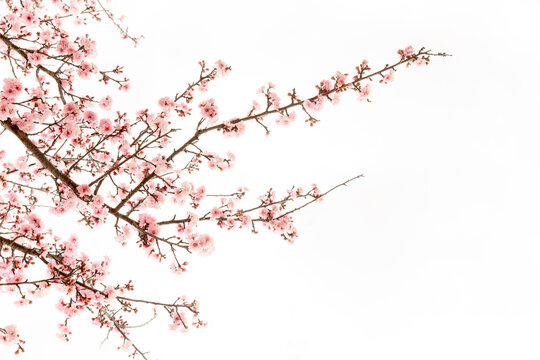 Cherry blossom branches against white sky