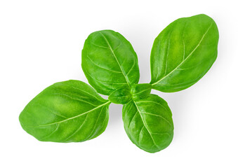 Basil isolated. Single Organic Basil  leaf isolated on white background. Food ingredient, design element  Top view. Flat lay.