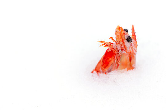 Prawn buried in snow