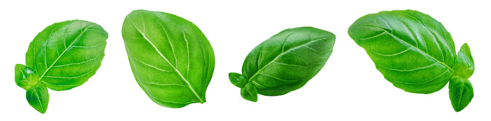 Obraz premium Basil isolated. Flying basil leaves collection. Levitating Basil leaf set isolated on white background. Food ingredient, design element Top view. Flat lay..