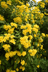 Obraz premium Yellow trumpetbush (Tecoma stans) Called Yellow bell or Yellow Elder Flower, trumpet flower, Beautiful bunch of yellow flowers closeup with green leaves Background, tecoma stans