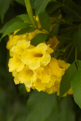 Yellow trumpetbush (Tecoma stans) Called Yellow bell or Yellow Elder Flower, trumpet flower, Beautiful bunch of yellow flowers closeup with green leaves Background, tecoma stans