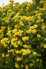 Yellow trumpetbush (Tecoma stans) Called Yellow bell or Yellow Elder Flower, trumpet flower, Beautiful bunch of yellow flowers closeup with green leaves Background, tecoma stans