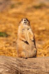 Prairie dog in the Milwaukee County Zoo in mid-autumn, Milwaukee, Wisconsin