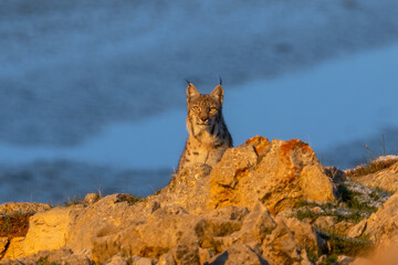 Eurasian Lynx taken in Aladag Mountain in Türkiye.