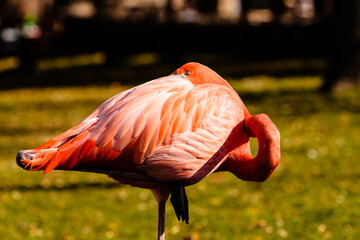Flamingo in the Milwaukee County Zoo, Milwaukee, Wisconsin