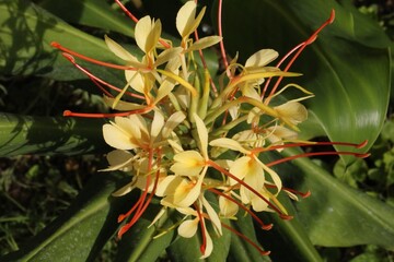 Fleur d'Hedychium gardnerianum
