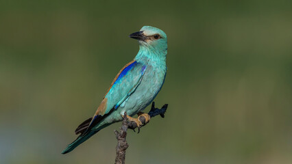 European Roller