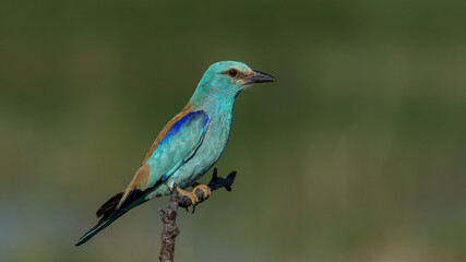 European Roller