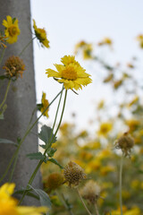 Golden Crownbeard (Also called Golden Crownbeard, Copen Daisy, golden crown beard) in the nature,...