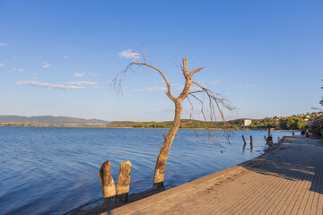 A peaceful solitary tree by Doiran Lake&rsquo;s shore, with a calm blue sky and water.
