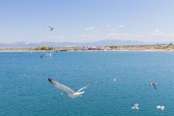 Majestic seagulls flying freely over calm blue waters under a clear, bright sky.