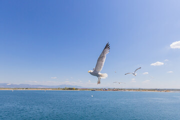 Majestic seagulls flying freely over calm blue waters under a clear, bright sky.