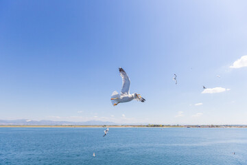 Majestic seagulls flying freely over calm blue waters under a clear, bright sky.