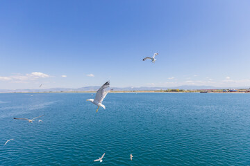 Majestic seagulls flying freely over calm blue waters under a clear, bright sky.
