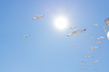 Flock of seagulls flies gracefully in formation under a clear blue sky, symbolizing freedom.
