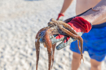 Freshly Caught Octopus on Beach - Summer Vacation Scene