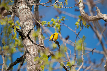 Yellow Warbler in a tree perch 